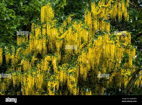 Yellow blooms of Laburnum tree, Tivoli Gardens, Copenhagen, Denmark Stock Photo - Alamy