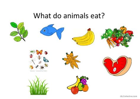 What do animals eat? icebreaker: English ESL powerpoints