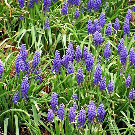 Everything You Should Know About Grape Hyacinths