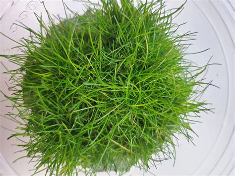 ELEOCHARIS PARVULA T/C IN CUP | A-Z Aquatic LLC