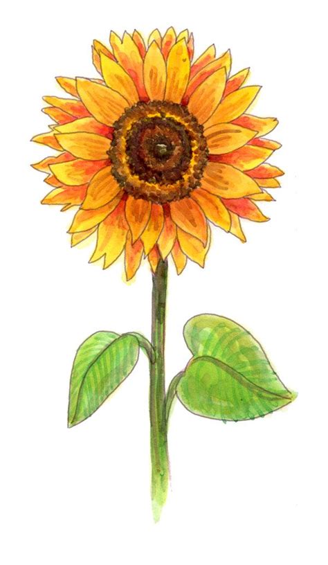 Drawing a sunflower | Sunflower drawing, Flower drawing images ...