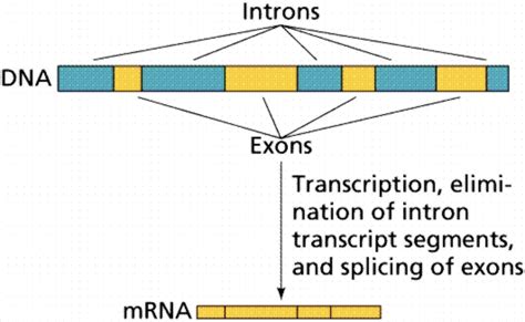 Introns; Intervening Sequences