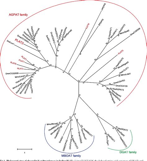 Figure 1 from The glycerol-3-phosphate acyltransferase PLAT2 functions in the generation of DHA ...