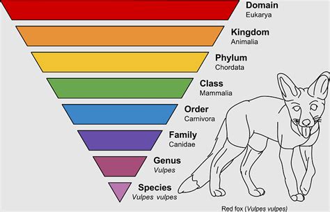 Binomial Nomenclature, taxonomic Rank, Plant taxonomy, carl Linnaeus, systematics, taxon, true ...