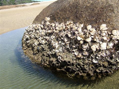 Critter of the Week NZ rock oyster | RNZ