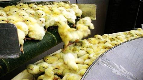 How Poultry Farm Make Million Eggs and Meat - Inside Modern Chickens ...