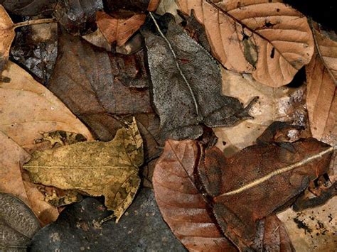 Animal Camouflage: Can you spot hidden animals in these photographs?