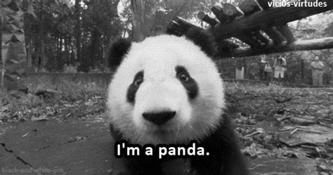 Panda GIFs - Find & Share on GIPHY