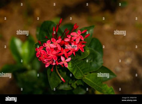 Four petal flowers hi-res stock photography and images - Alamy