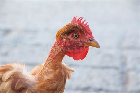 Hen without feathers stock photo. Image of animal, feathers - 130911932