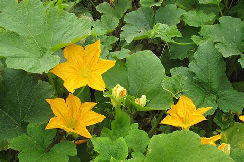 Pumpkin Leaves Naturally Grown In Home Yard pumpkin leaves | Etsy | Veggie garden, Growing ...