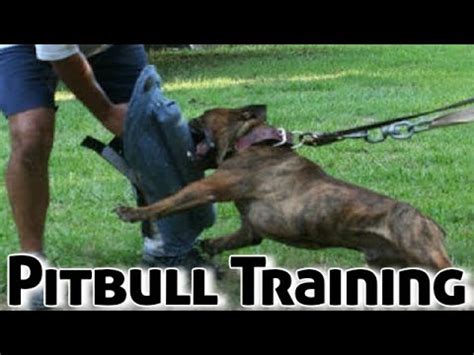 Training a Pitbull Puppy (Dog Training) [Complete Guide]