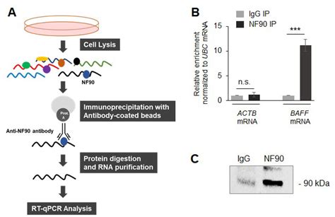 Immunoprecipitation: Applications, Uses, & Types