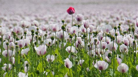 Poppy fields… Lovely! – From my garden into my kitchen