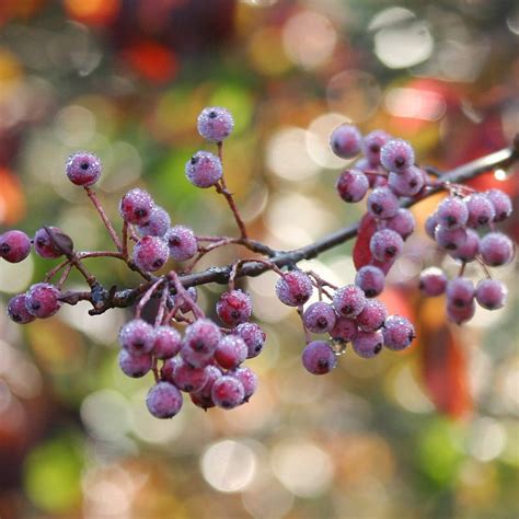 Viburnum prunifolium - Midwest Groundcovers, LLC