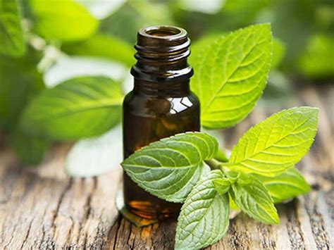 Top 10 Uses for Peppermint Essential Oil