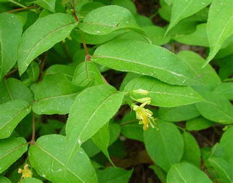 Diervilla lonicera (bush-honeysuckle): Go Botany