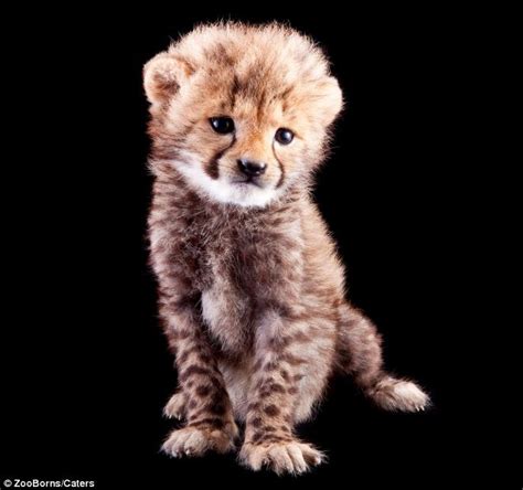 Endangered cute animals: Photos capture the babies of under threat species | Daily Mail Online