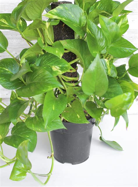 10 Low-Light Indoor Plants the Can Thrive in Your Home and Office ...