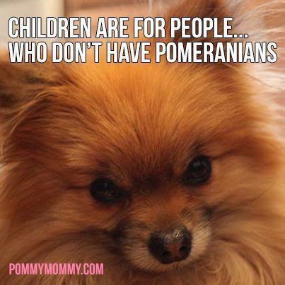 16 Best Pomeranian Dog Memes of All Time | Pomeranian memes, Pomeranian ...