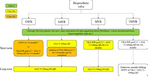 Optimal Anticoagulation After Tissue Aortic and Mitral Valve ...