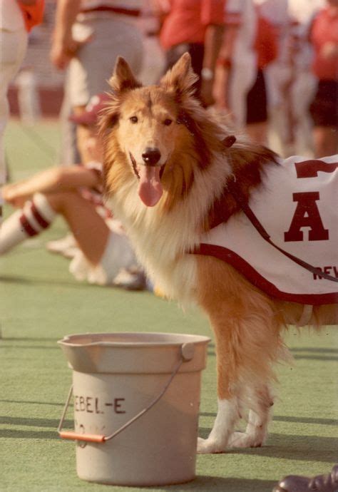 Reveille IV, Texas A & M mascot. | Texas a&m, Texas, Texas a&m university