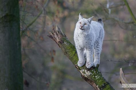 White lynx (Osnabrück Zoo) by Paavo Jean on Flickr Rare Cats, Exotic ...