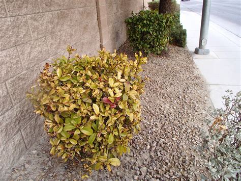 Xtremehorticulture of the Desert: Help Save My Photinia from Dying