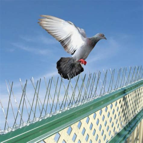 Bird Control - Advanced Animal Removal