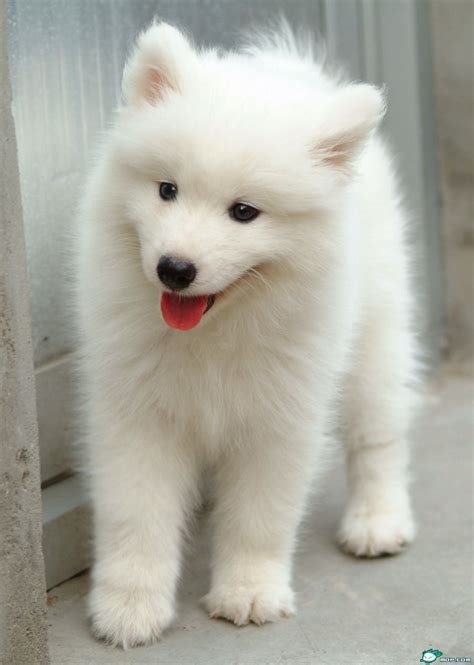 Adorable Dogs That Resemble Polar Bear Cubs