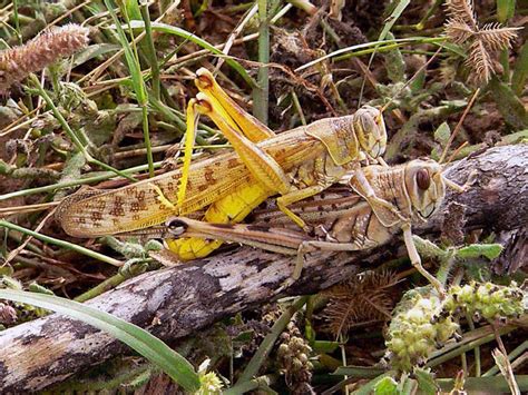 Grasshopper - life cycle of grasshopper, behaviour, diet, types, scientific classification ...