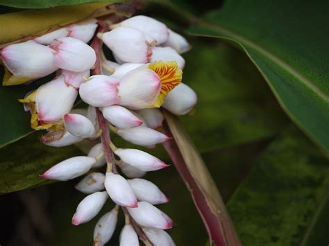 Alpinia zerumbet (Pers.) B.L.Burtt & R.M.Sm. | Zingiberaceae… | Flickr