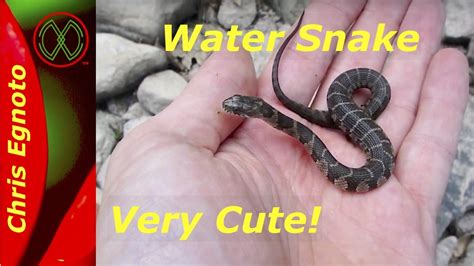 Northern Water Snake Vs Copperhead