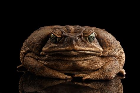 Cane Toad Facts - CRITTERFACTS