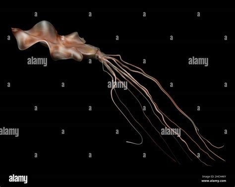 Magnapinna, Bigfin squid Stock Photo - Alamy