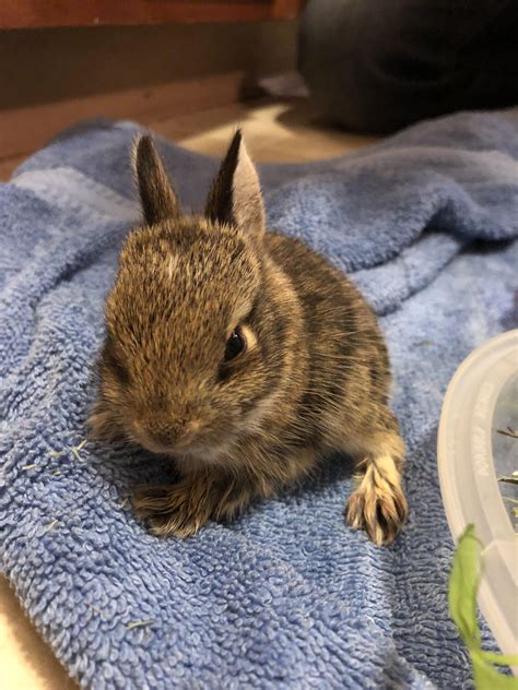 Rescued a baby cottontail : r/Rabbits