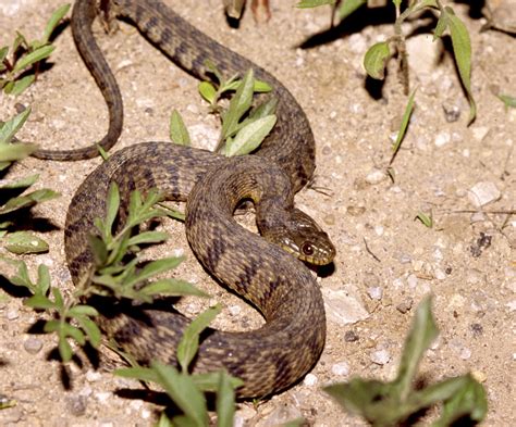 Diamondback Water Snake, Kansas | Diamondback Water Snake Ne… | Flickr