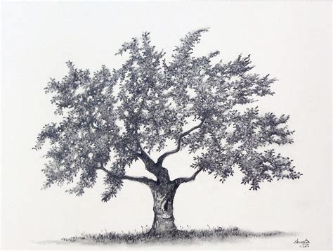 Apple Tree Graphite Drawing by aakritiarts on DeviantArt