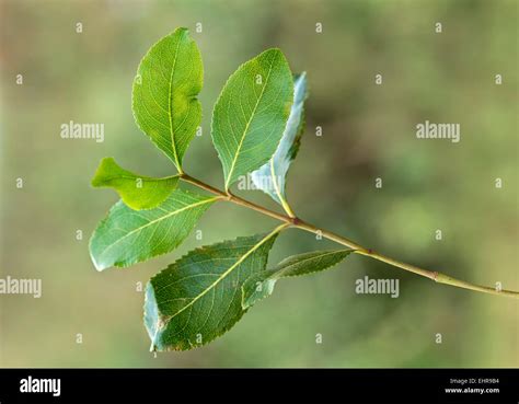 Khat Leaves Stock Photos & Khat Leaves Stock Images - Alamy