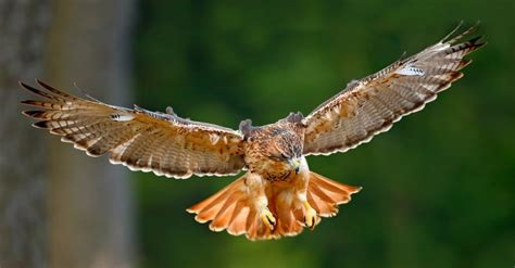 Hawk Wingspan & Size: How Big Are They? - IMP WORLD