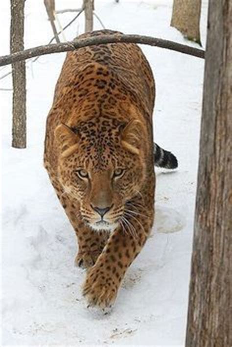 125 best images about LEOPON on Pinterest | Mothers, Female lion and October