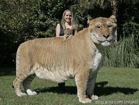 Guinness World Records The Worlds Largest Tiger | Rare animals, Wild ...