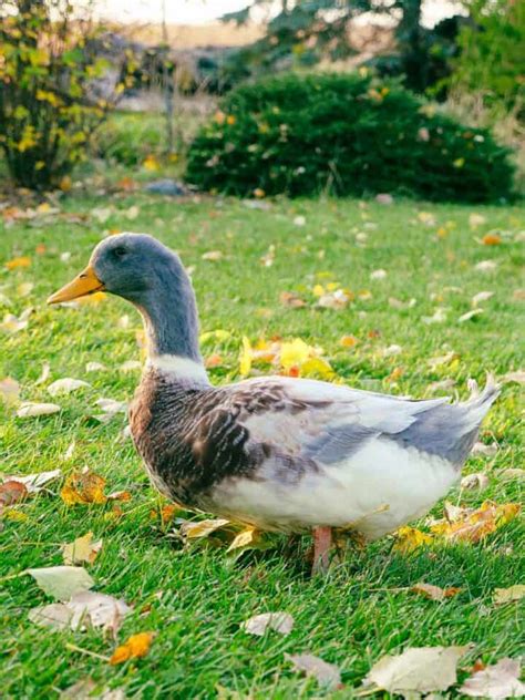 Saxony Ducks: What You Need to Know From a Breeder - The Peasant's Daughter