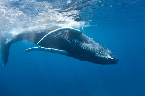 Scuba Diving Big Walls and Clear Waters In The Turks & Caicos | Resorts ...