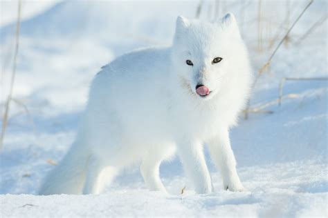 The Magnificently Beautiful Arctic Fox | Arctic fox, Fox, Pet fox