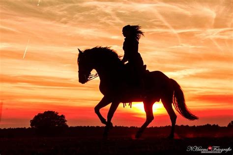 Horses, Horse photography, Horse photos