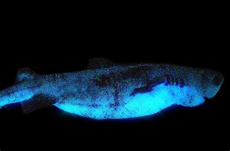 The Ocean's "Twilight Zone" is Home to Glowing Sharks - The Debrief