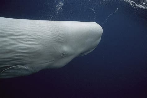 White Sperm Whale Azores Islands Photograph by Hiroya Minakuchi