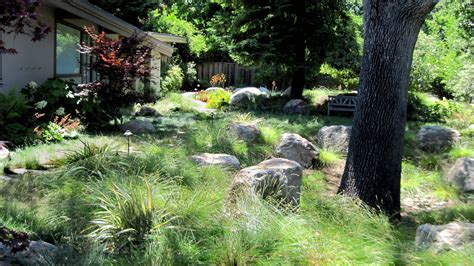 View across Berkeley Sedge meadow (Carex tumulicola) Drought Tolerant ...