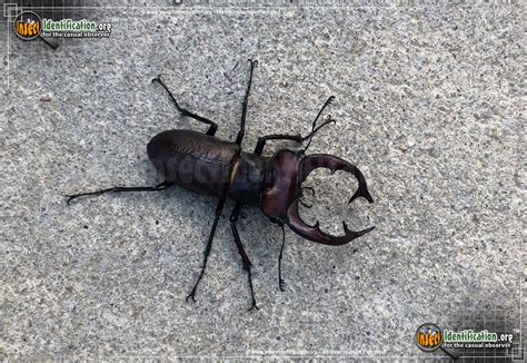 Giant Stag Beetle